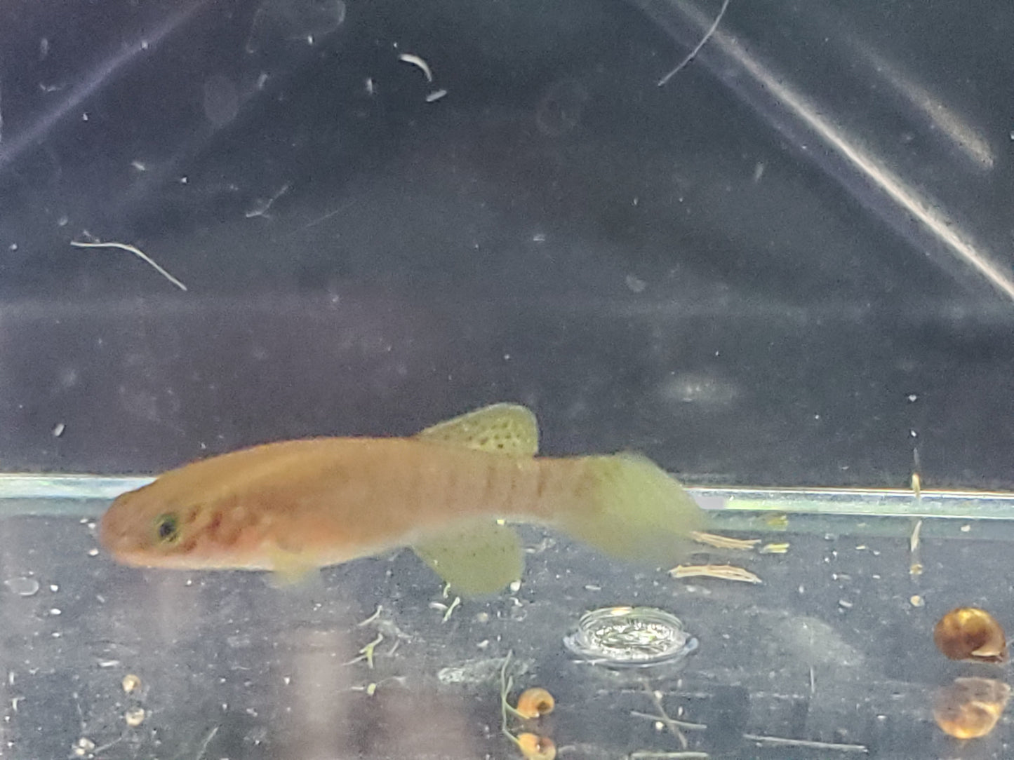 Killifish Blue Gularis (non-annual) - Pair 1M/1F