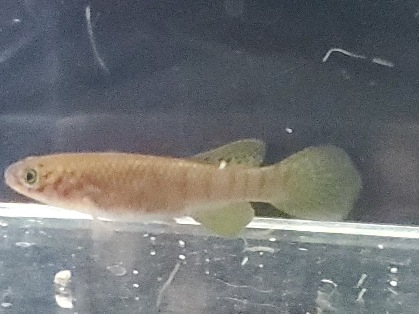 Killifish - Red Dwarf Gularis (non-annual) - Pair 1M/1F