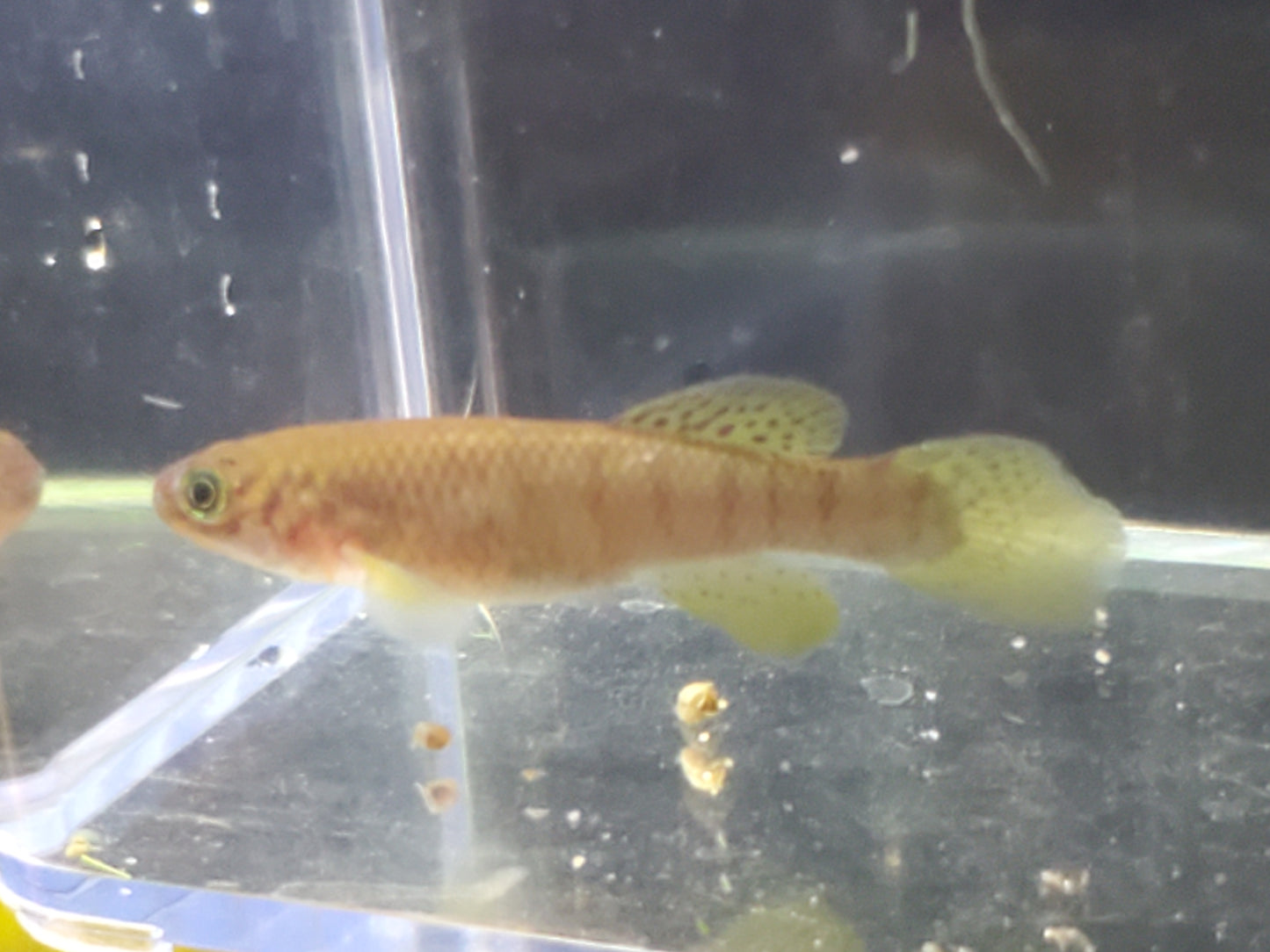 Killifish - Red Dwarf Gularis (non-annual) - Pair 1M/1F