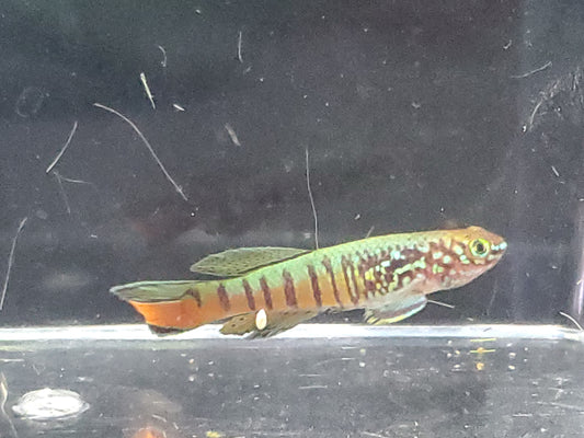 Killifish - Red Dwarf Gularis (non-annual) - Pair 1M/1F