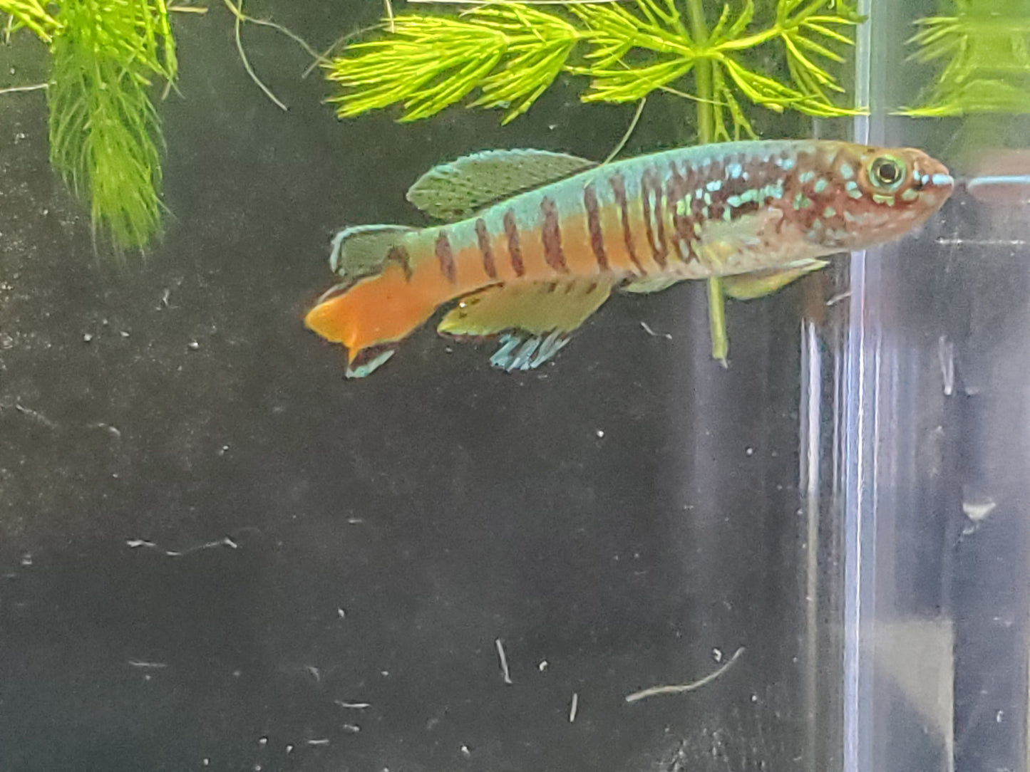 Killifish - Red Dwarf Gularis (non-annual) - Pair 1M/1F