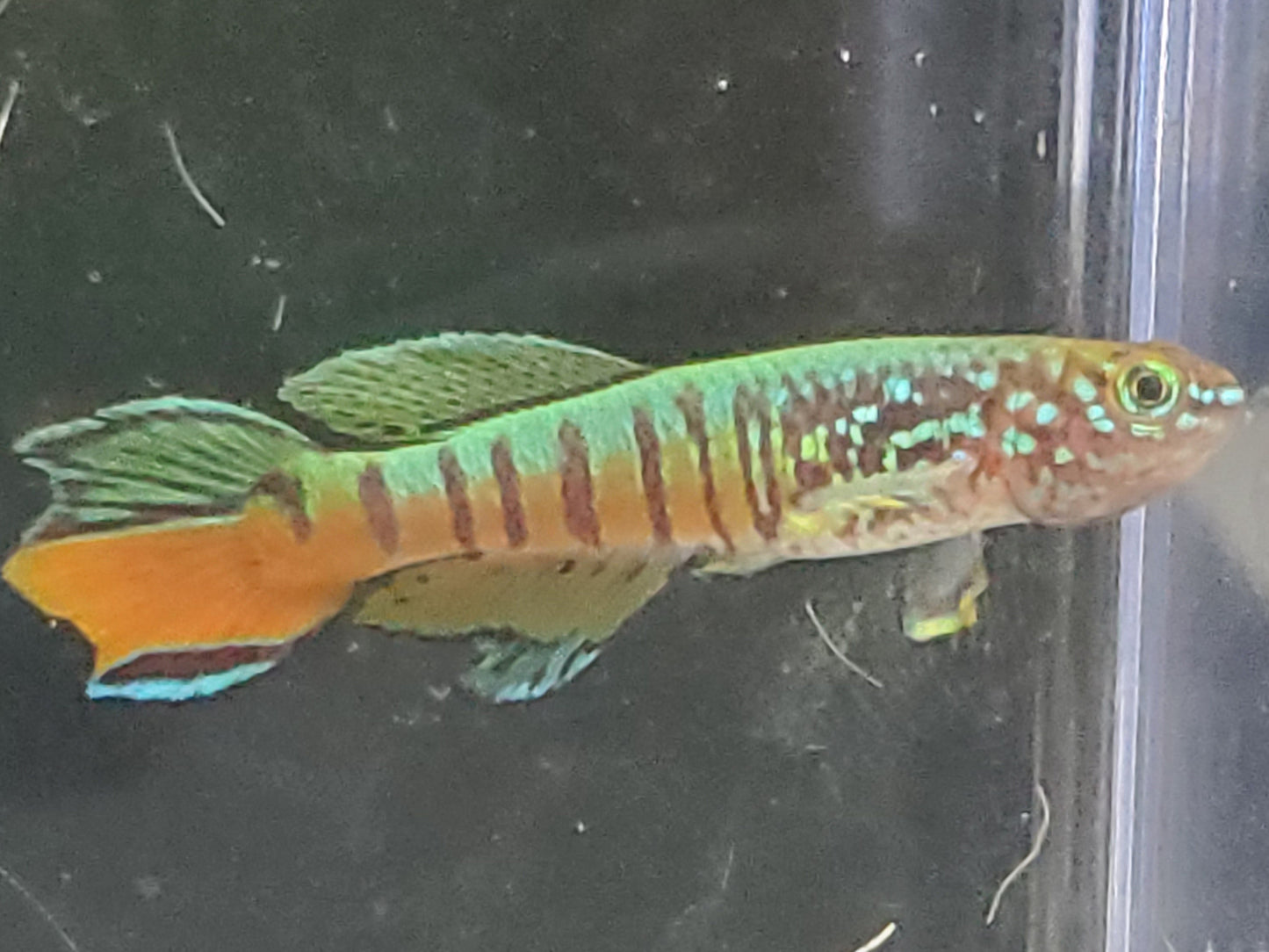 Killifish - Red Dwarf Gularis (non-annual) - Pair 1M/1F