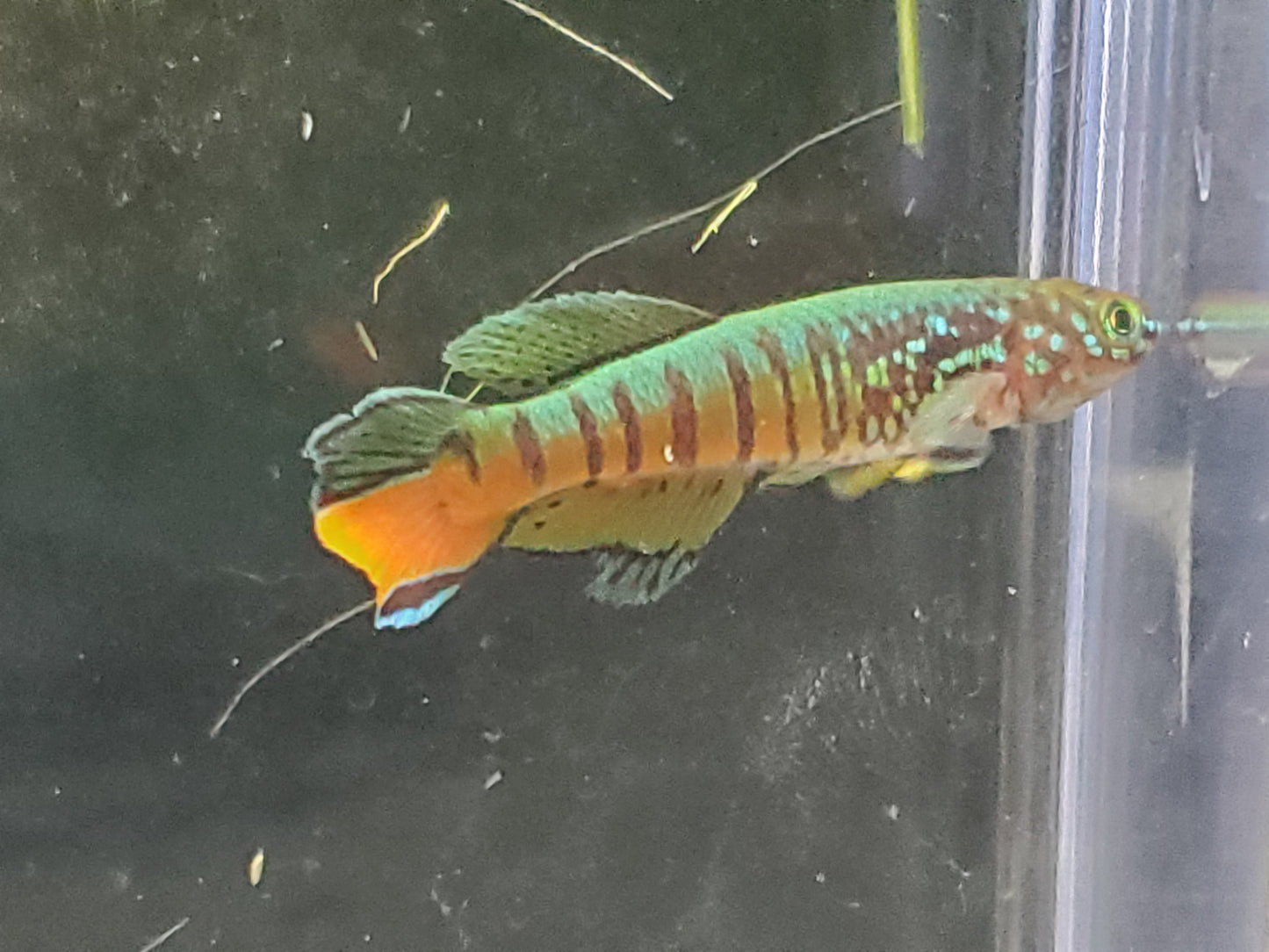 Killifish - Red Dwarf Gularis (non-annual) - Pair 1M/1F