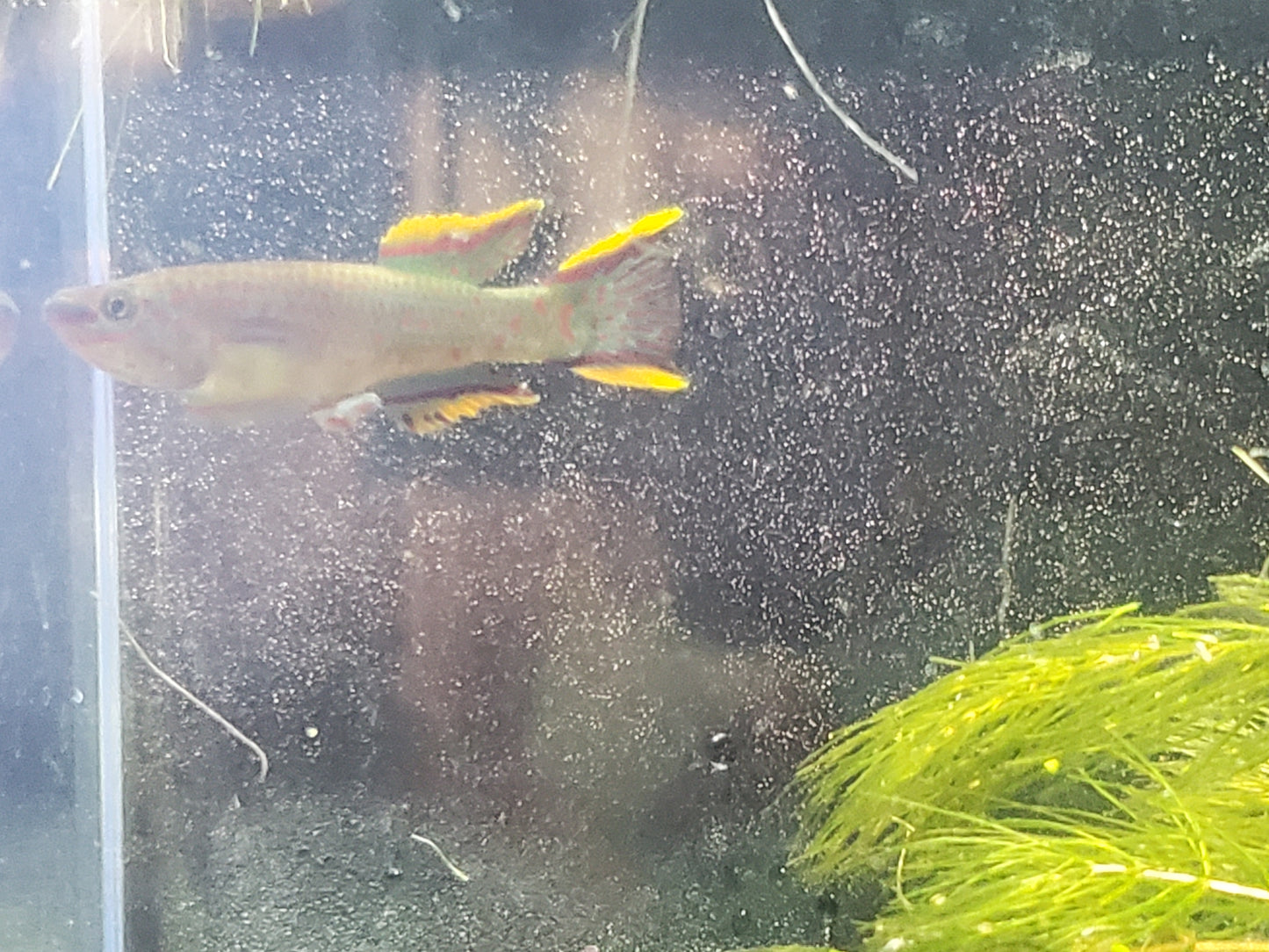 Gardner's Killifish - P82 (non-annual) - Pairs (1M/1F), Individuals, and Fry Available
