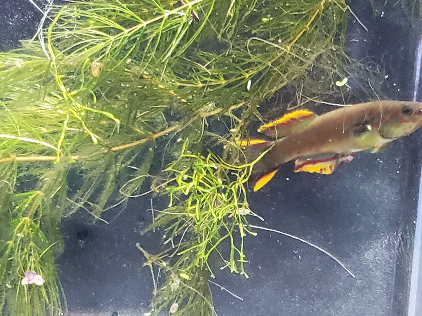 Gardner's Killifish - P82 (non-annual) - Pairs (1M/1F), Individuals, and Fry Available