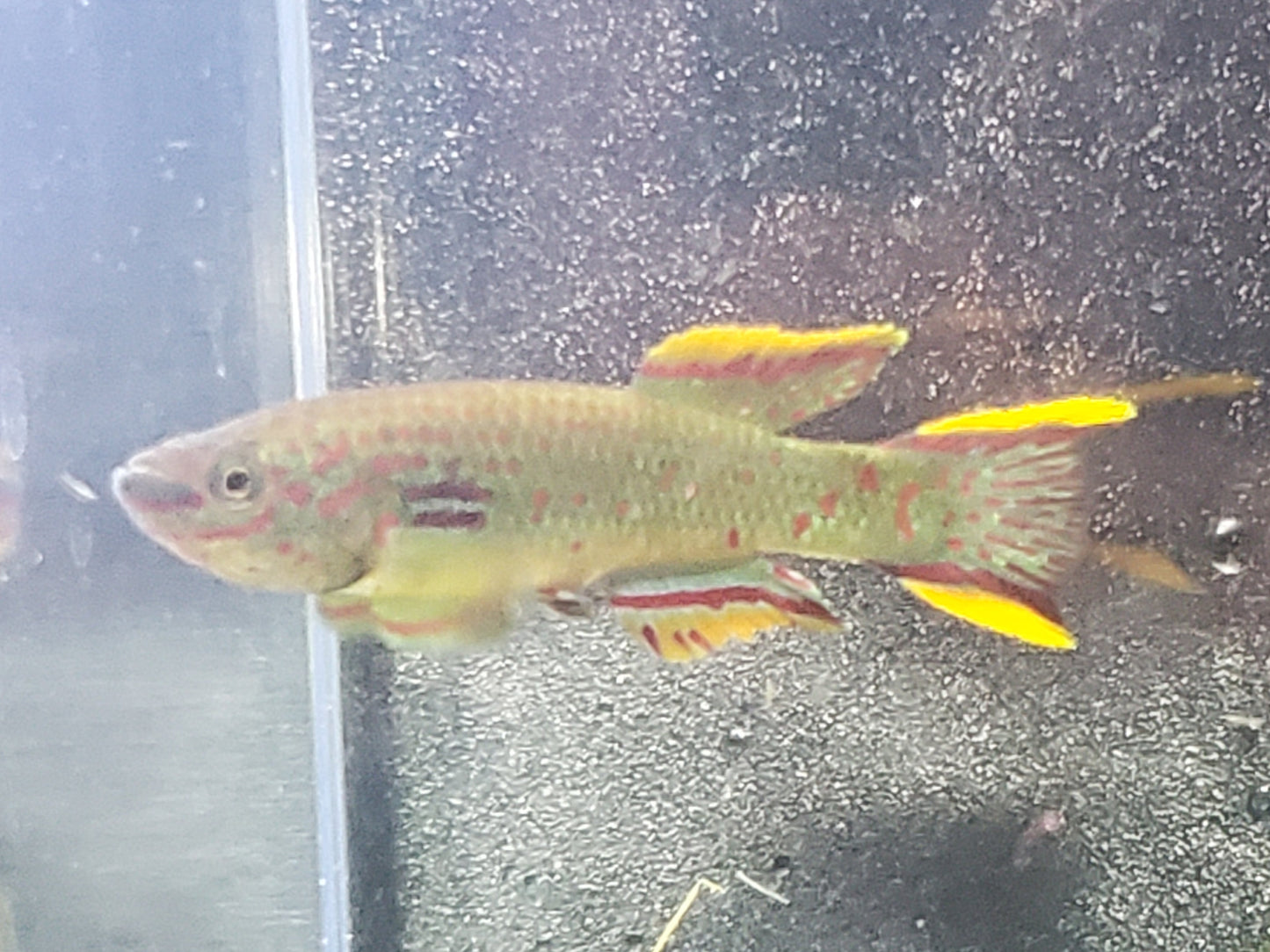 Gardner's Killifish - P82 (non-annual) - Pairs (1M/1F), Individuals, and Fry Available