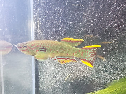Gardner's Killifish - P82 (non-annual) - Pairs (1M/1F), Individuals, and Fry Available