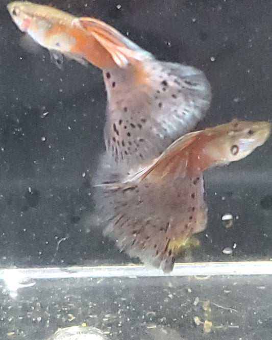 Pink Grass Guppy  - Trios (1M/2F), Individuals, and Fry Available
