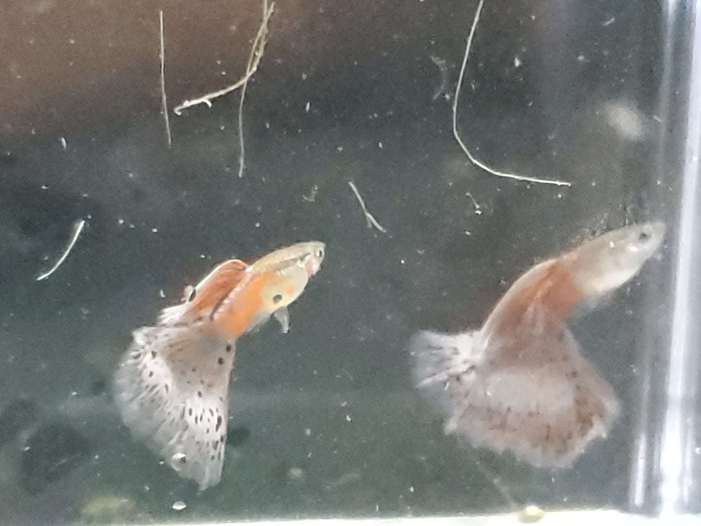Pink Grass Guppy  - Trios (1M/2F), Individuals, and Fry Available