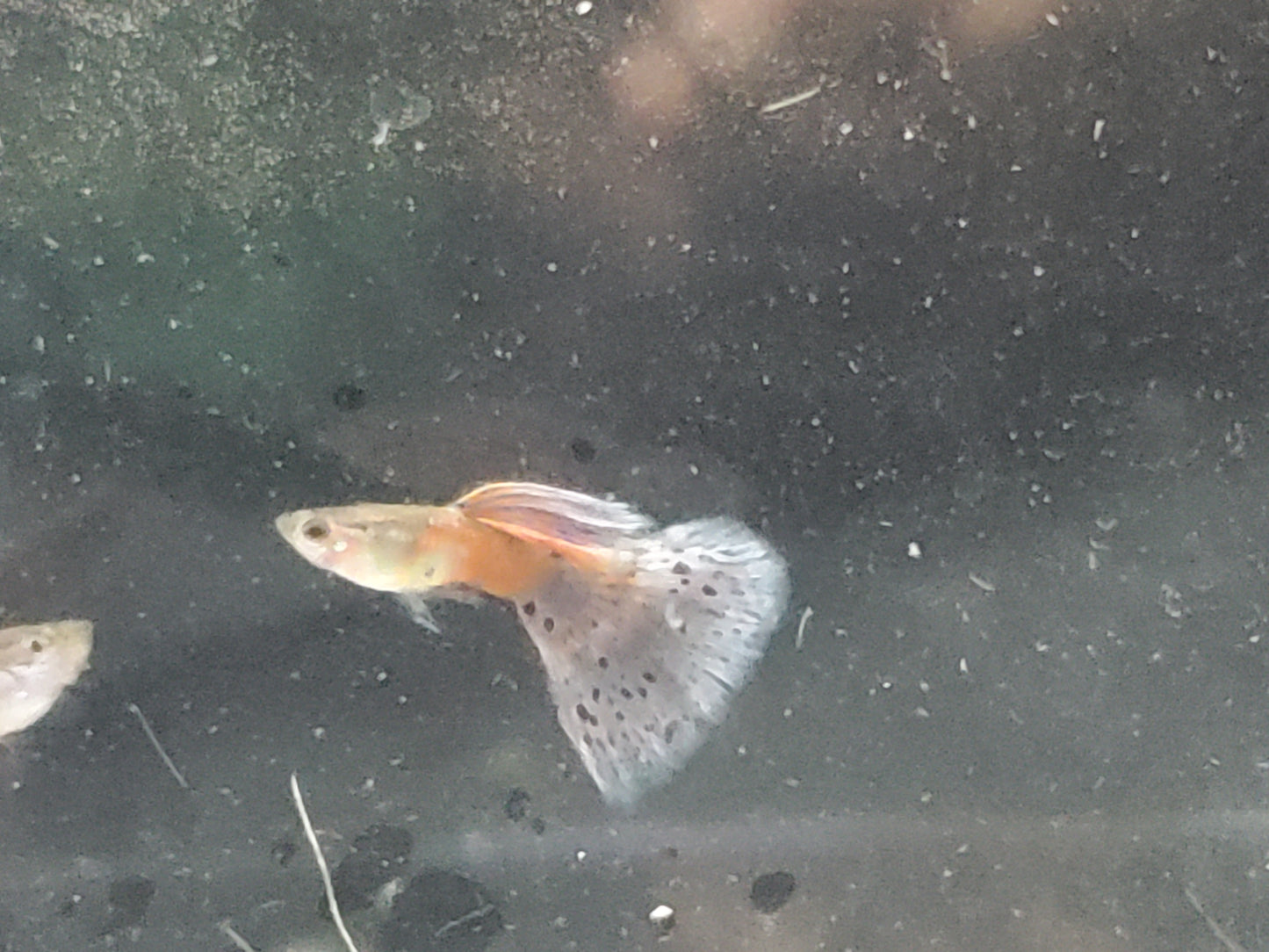 Pink Grass Guppy  - Trios (1M/2F), Individuals, and Fry Available