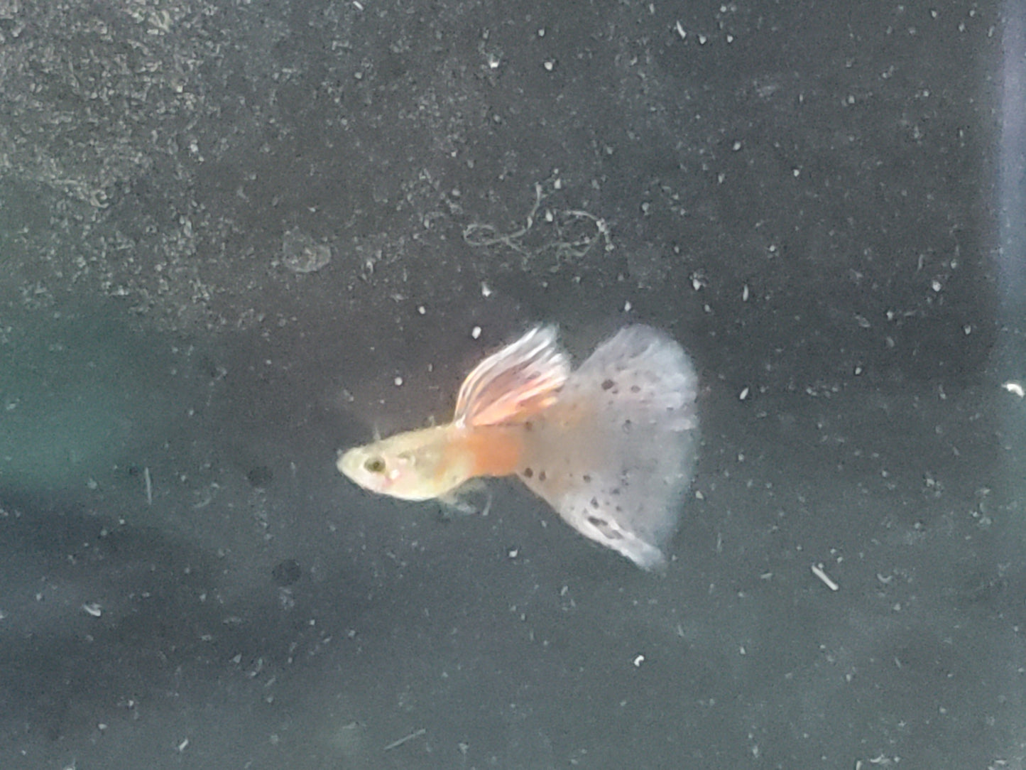Pink Grass Guppy  - Trios (1M/2F), Individuals, and Fry Available