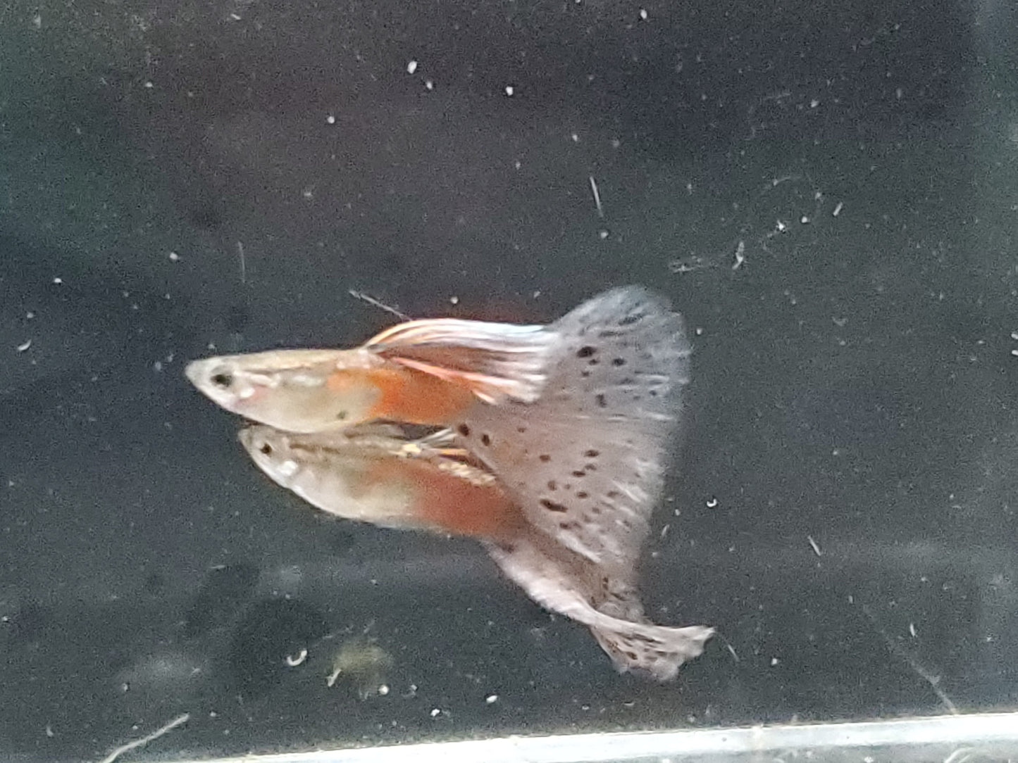 Pink Grass Guppy  - Trios (1M/2F), Individuals, and Fry Available