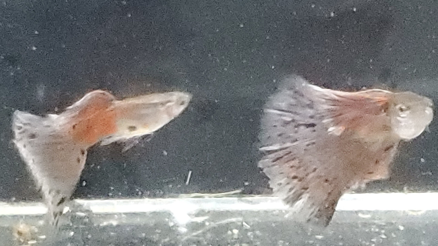 Pink Grass Guppy  - Trios (1M/2F), Individuals, and Fry Available