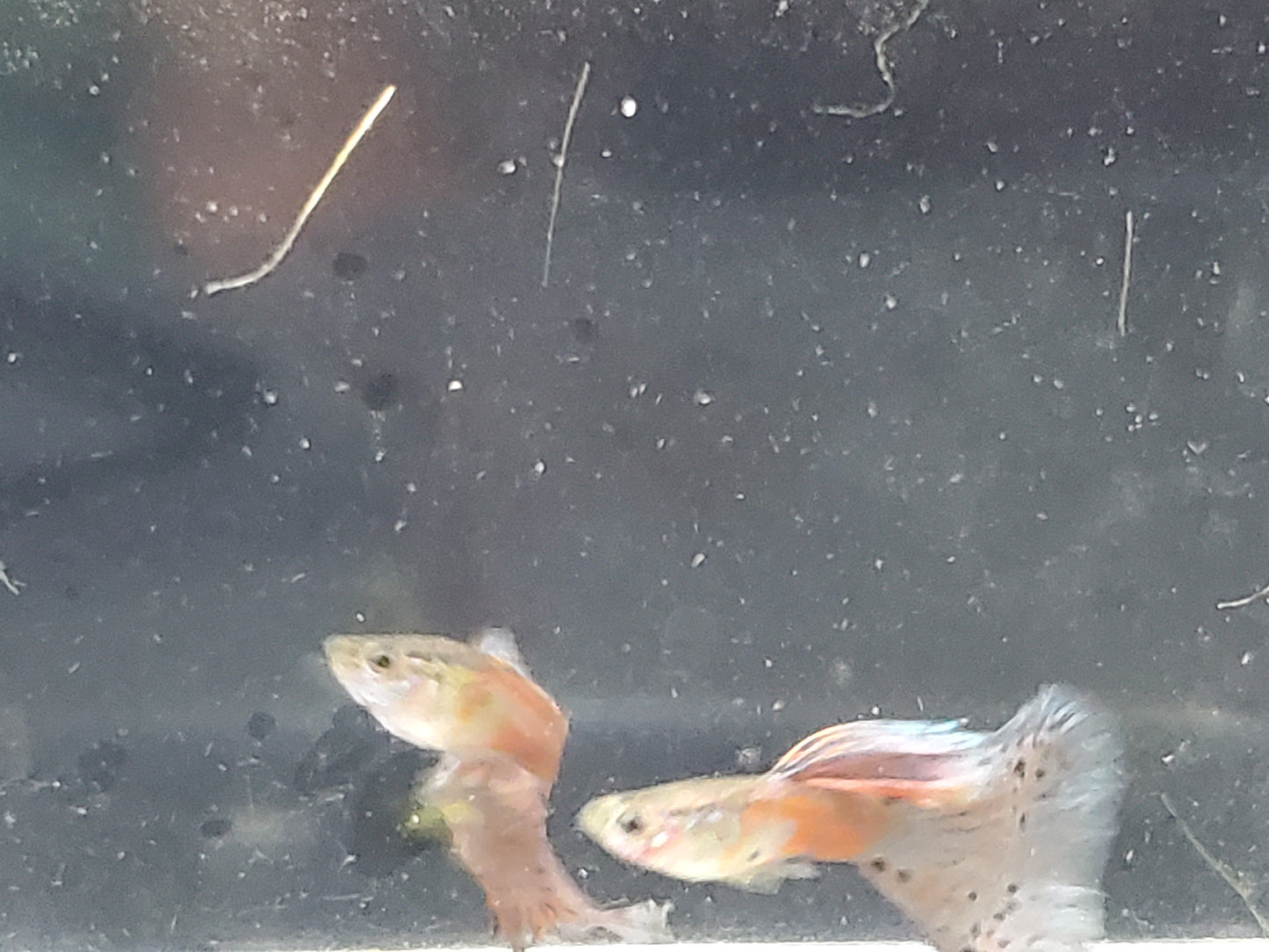 Pink Grass Guppy  - Trios (1M/2F), Individuals, and Fry Available