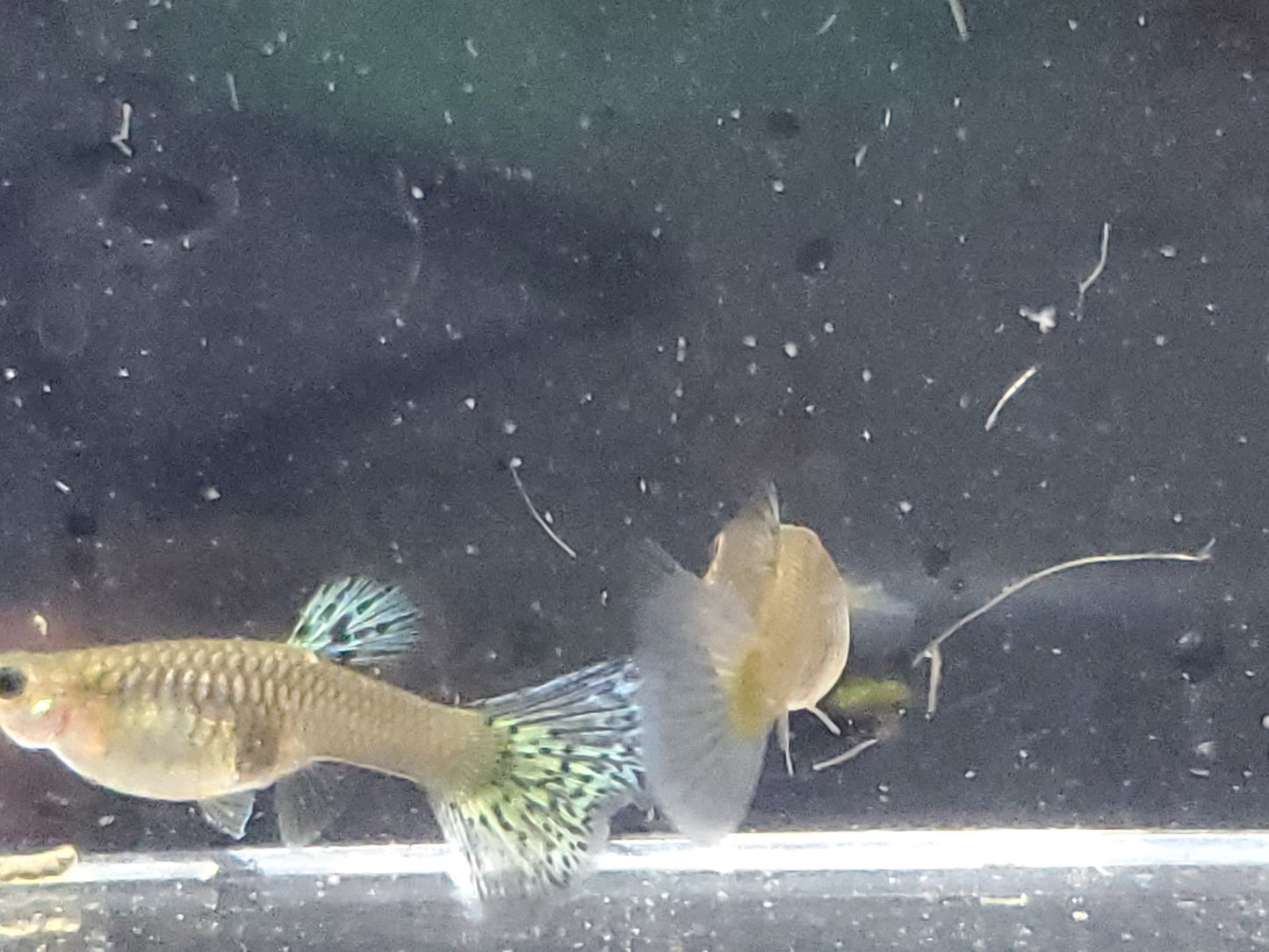 Pink Grass Guppy  - Trios (1M/2F), Individuals, and Fry Available