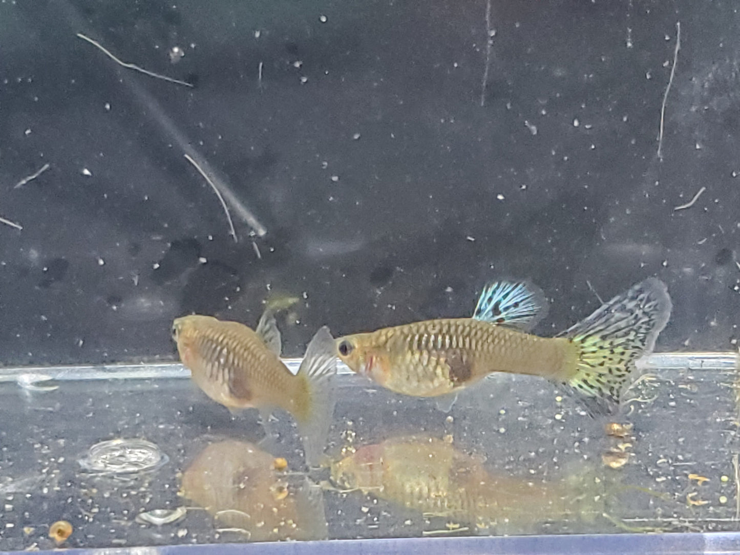Pink Grass Guppy  - Trios (1M/2F), Individuals, and Fry Available