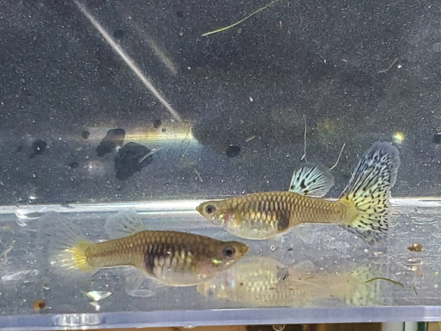 Pink Grass Guppy  - Trios (1M/2F), Individuals, and Fry Available