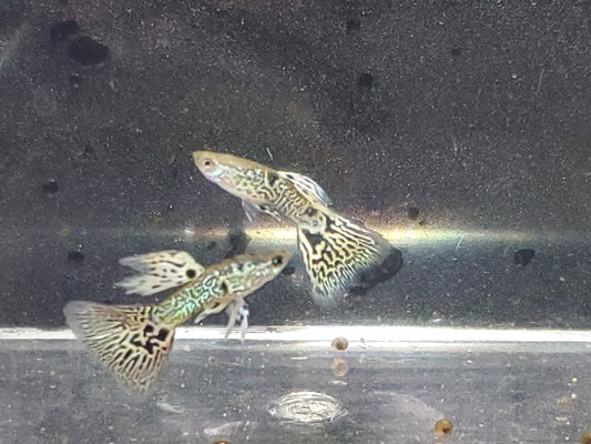 Yellow Tiger King Cobra Guppy - Trios (1M/2F), Individuals, and Fry Available