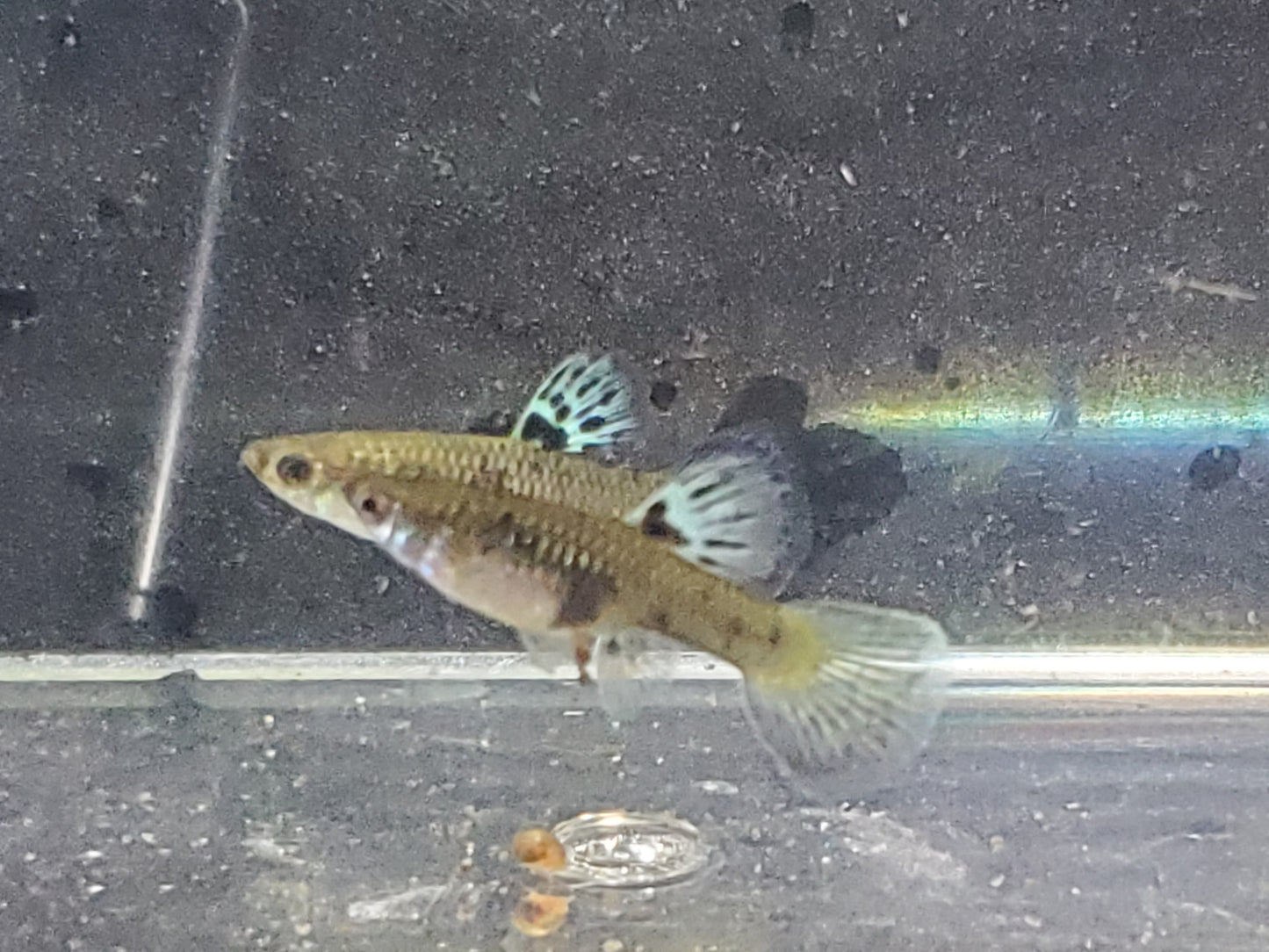Yellow Tiger King Cobra Guppy - Trios (1M/2F), Individuals, and Fry Available