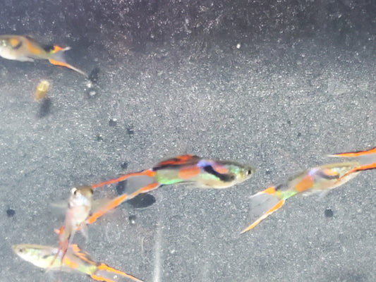 Red Asian Lyretail Endler - Trios (1M/2F), Individuals, and Fry Available