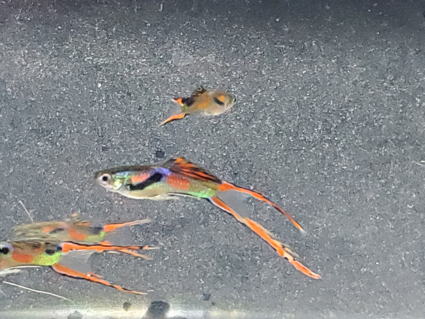 Red Asian Lyretail Endler - Trios (1M/2F), Individuals, and Fry Available