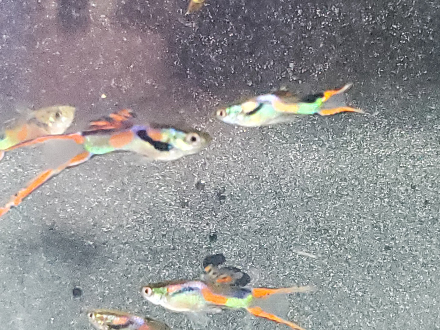 Red Asian Lyretail Endler - Trios (1M/2F), Individuals, and Fry Available