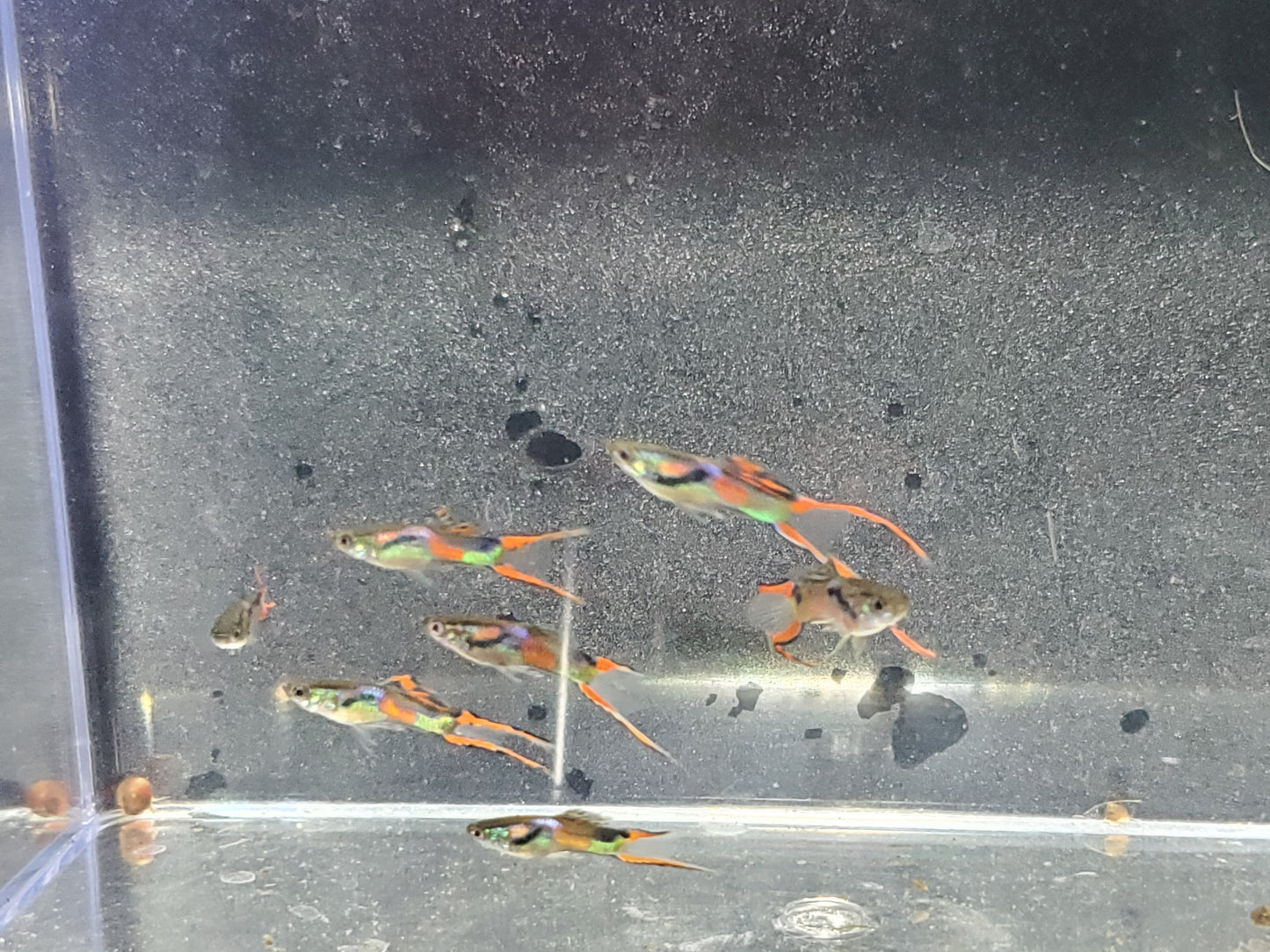 Red Asian Lyretail Endler - Trios (1M/2F), Individuals, and Fry Available