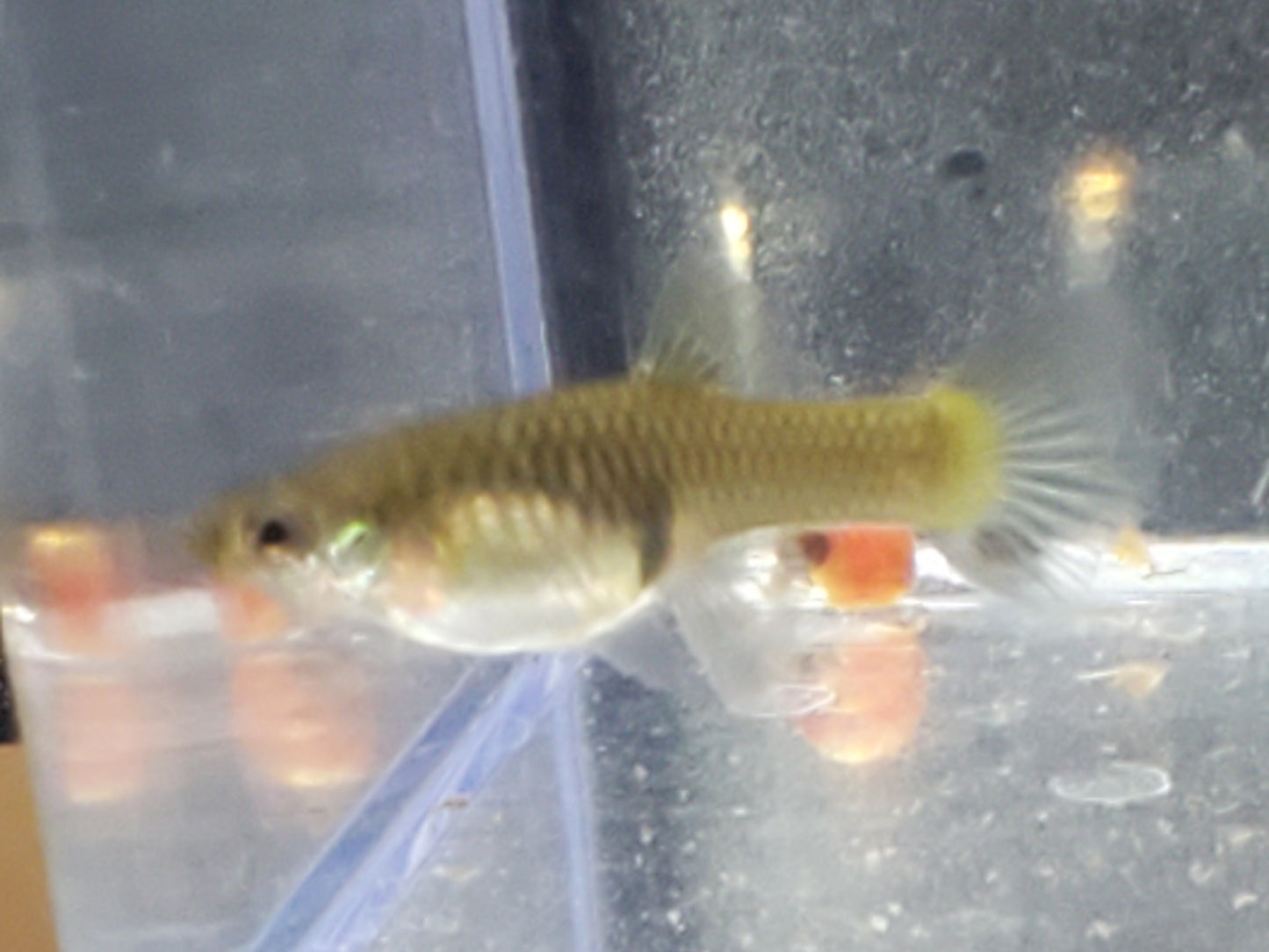 Red Asian Lyretail Endler - Trios (1M/2F), Individuals, and Fry Available