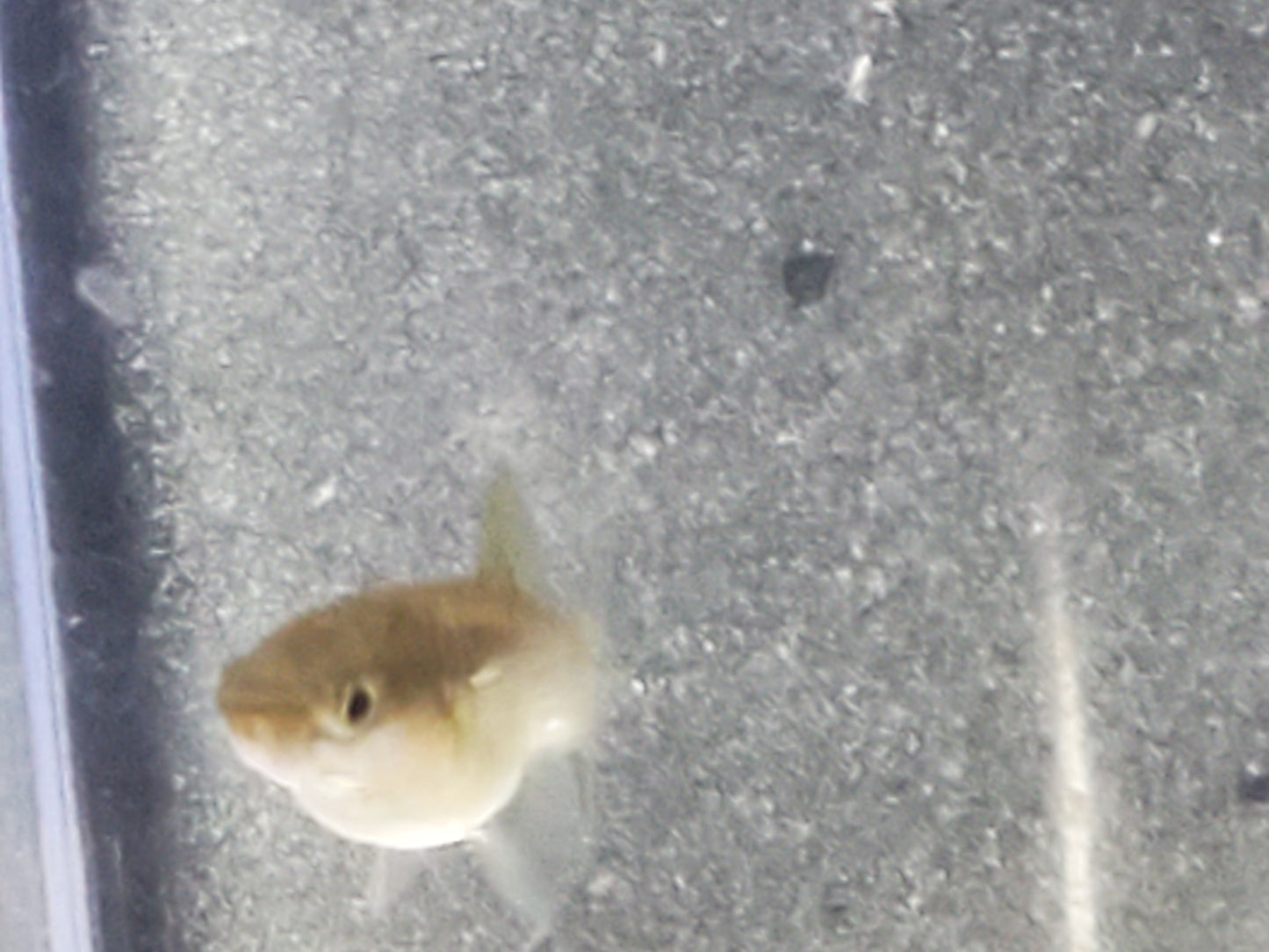 Red Asian Lyretail Endler - Trios (1M/2F), Individuals, and Fry Available