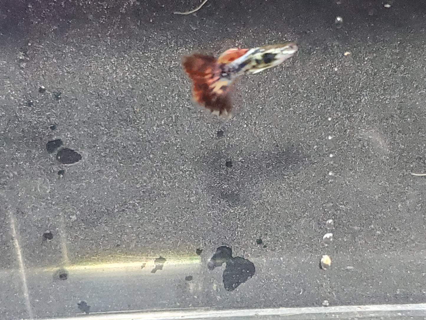 Fancy Dragon Guppy - Trios (1M/2F) - Groups, Individuals, and Fry Available
