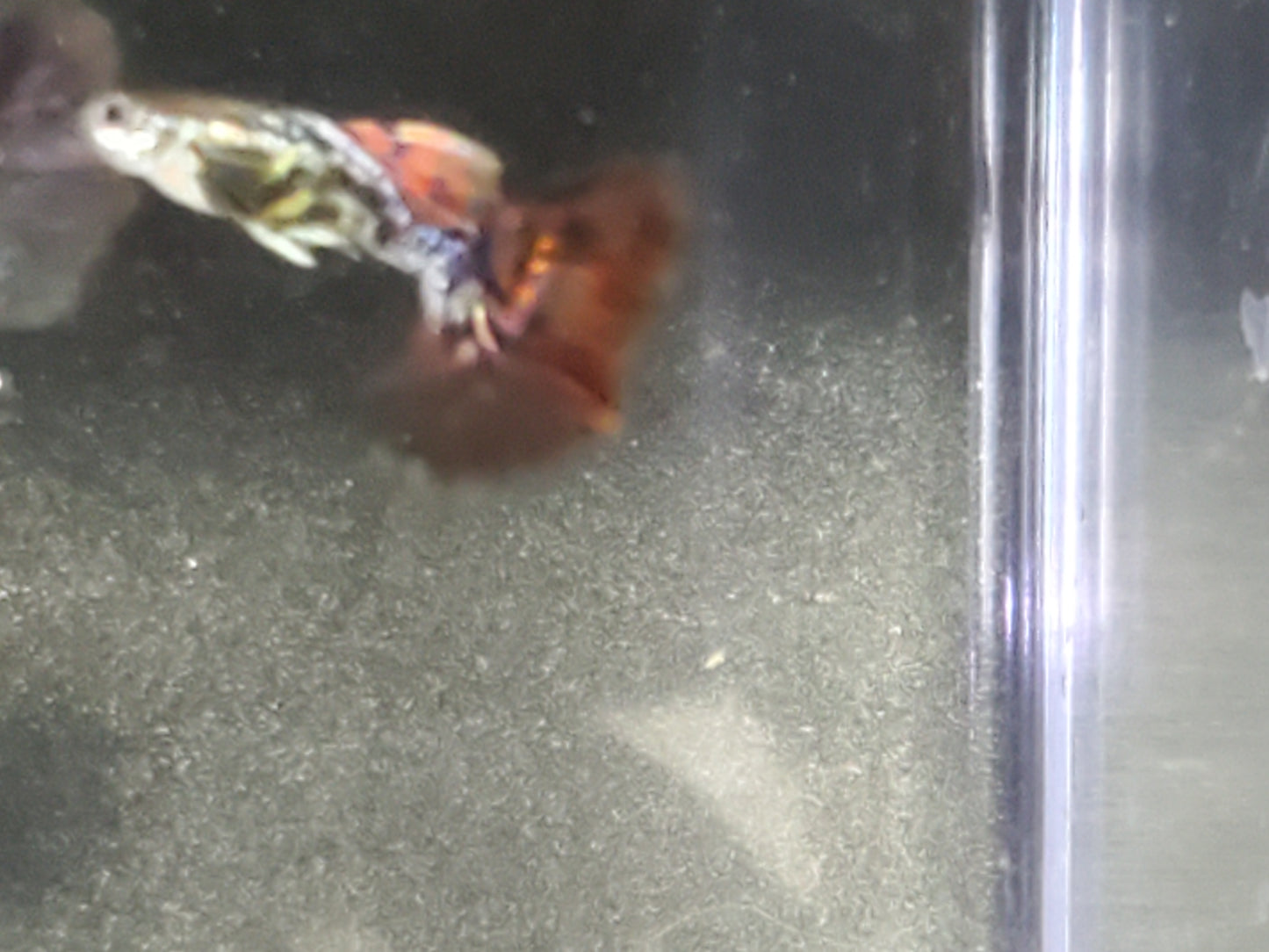 Fancy Dragon Guppy - Trios (1M/2F) - Groups, Individuals, and Fry Available