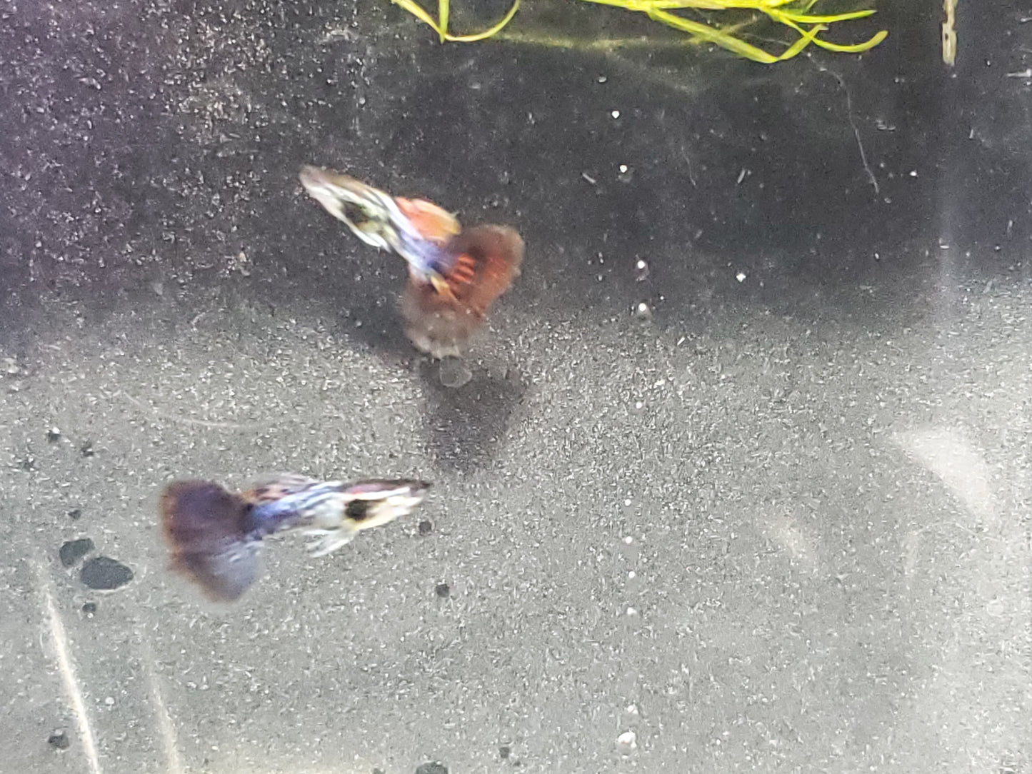 Fancy Dragon Guppy - Trios (1M/2F) - Groups, Individuals, and Fry Available