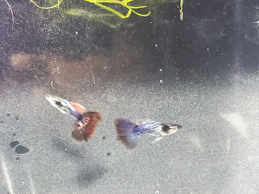 Fancy Dragon Guppy - Trios (1M/2F) - Groups, Individuals, and Fry Available