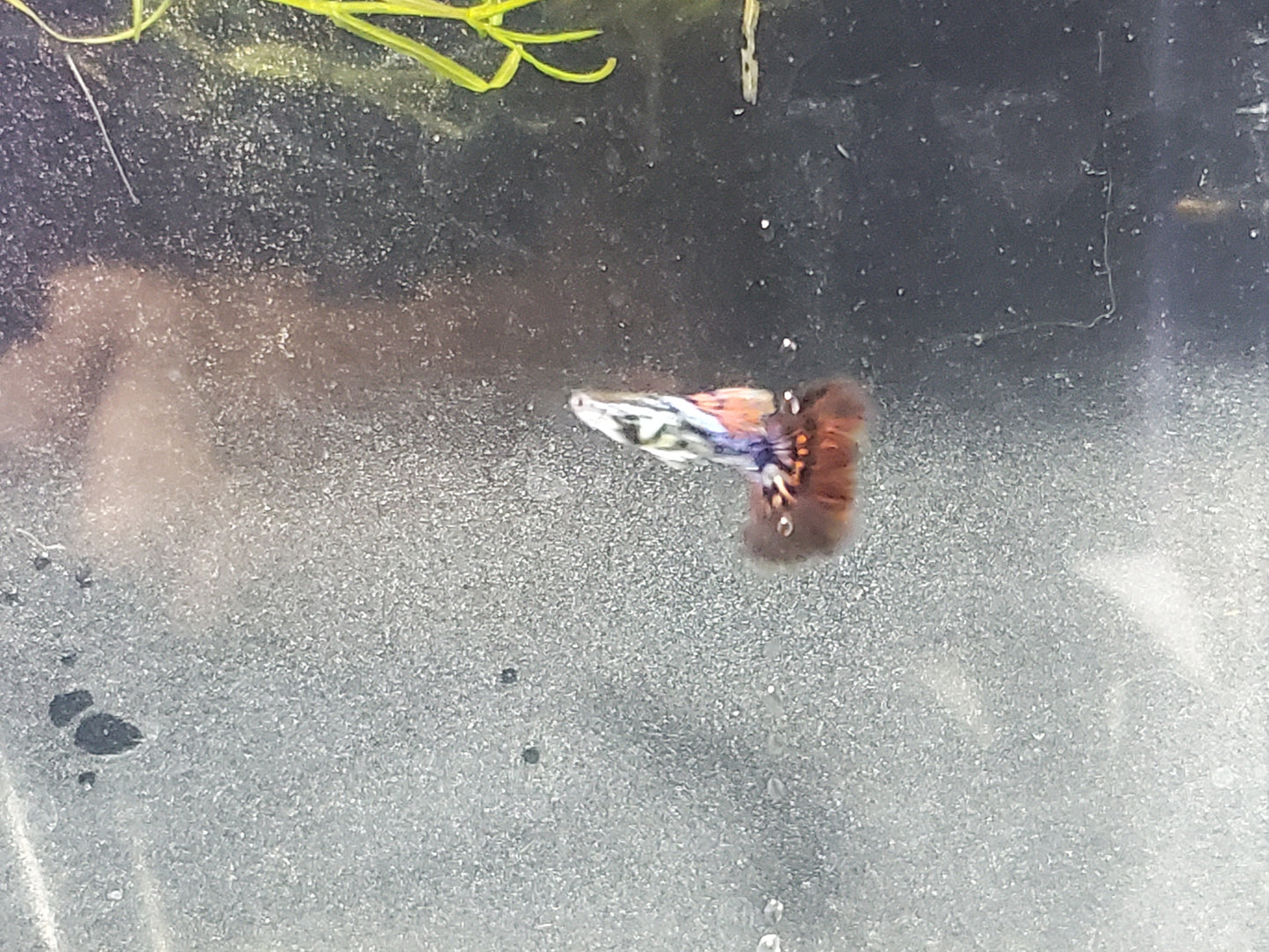 Fancy Dragon Guppy - Trios (1M/2F) - Groups, Individuals, and Fry Available
