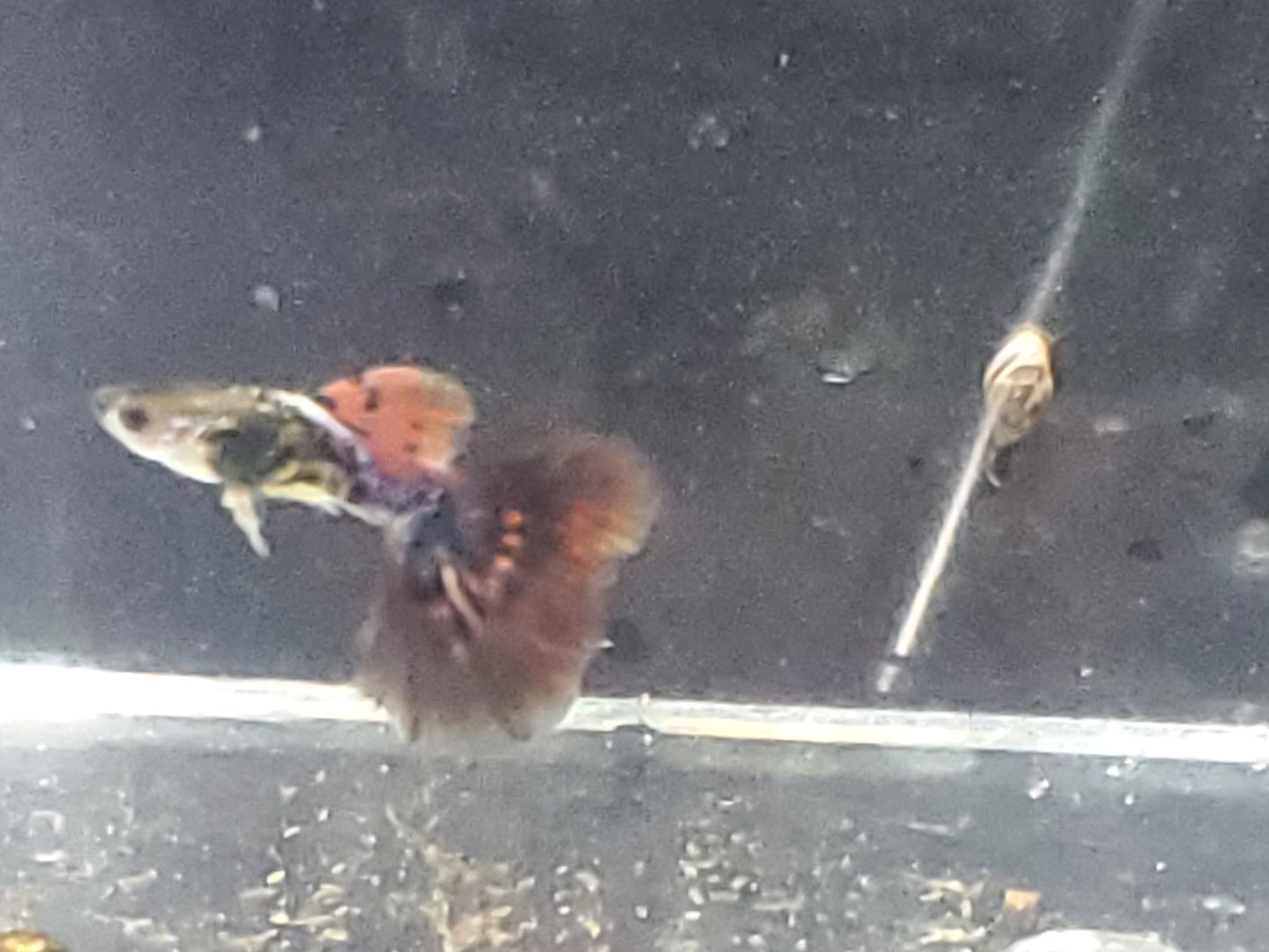 Fancy Dragon Guppy - Trios (1M/2F) - Groups, Individuals, and Fry Available
