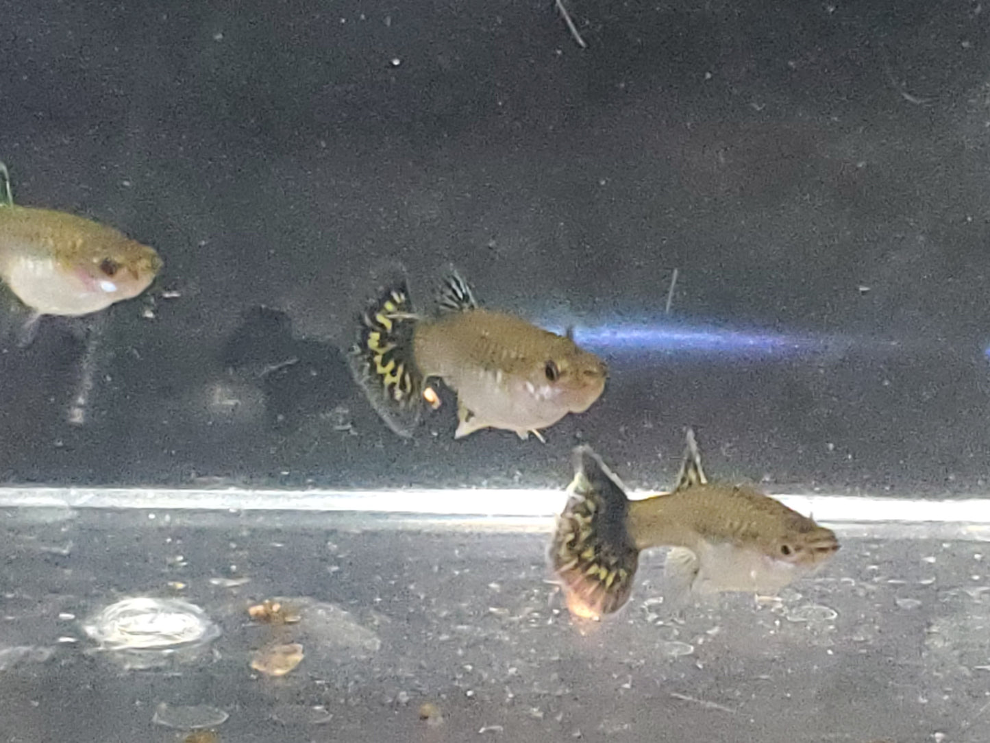 Fancy Dragon Guppy - Trios (1M/2F) - Groups, Individuals, and Fry Available