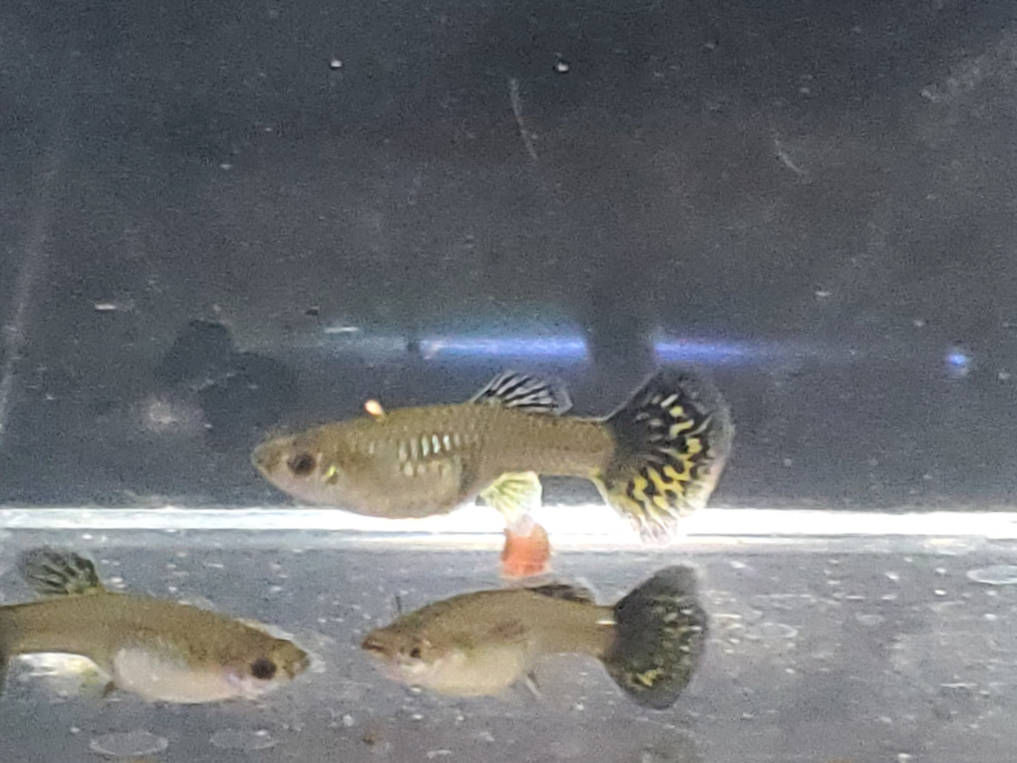 Fancy Dragon Guppy - Trios (1M/2F) - Groups, Individuals, and Fry Available