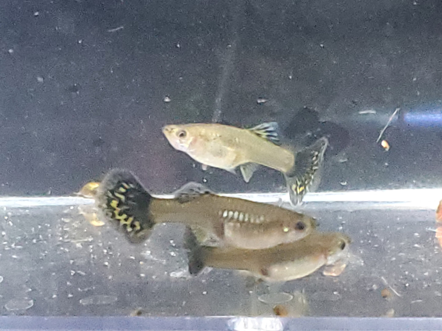 Fancy Dragon Guppy - Trios (1M/2F) - Groups, Individuals, and Fry Available