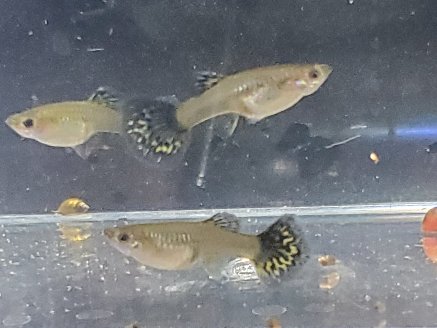Fancy Dragon Guppy - Trios (1M/2F) - Groups, Individuals, and Fry Available