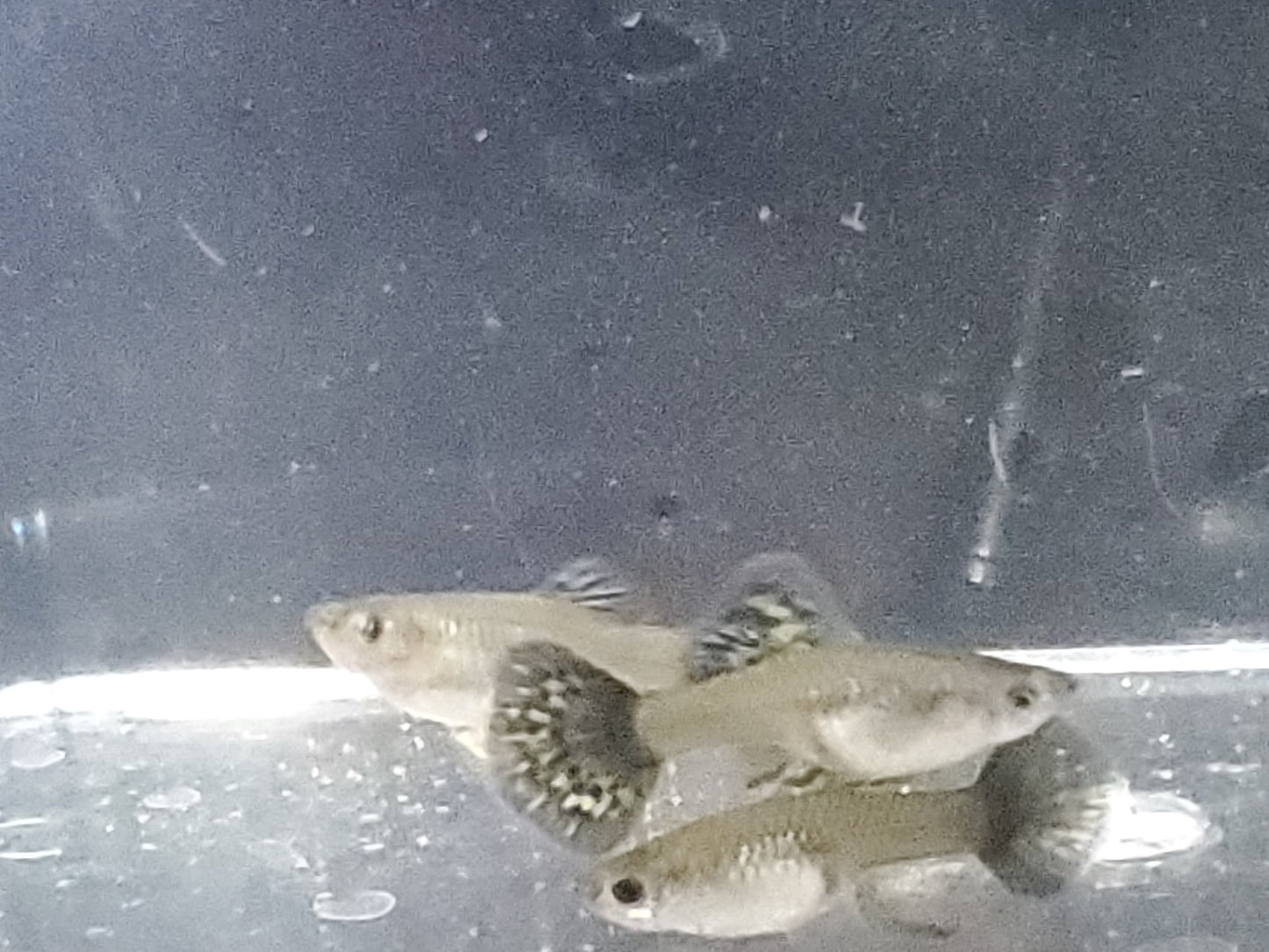 Fancy Dragon Guppy - Trios (1M/2F) - Groups, Individuals, and Fry Available