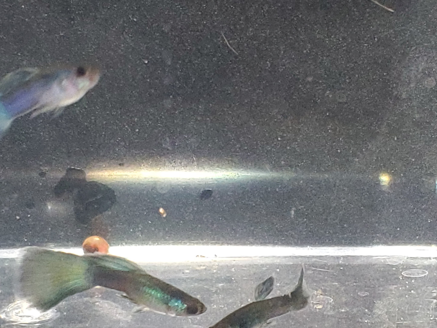 Blue Moscow Guppy  - Trios (1M/2F), Individuals, and Fry Available