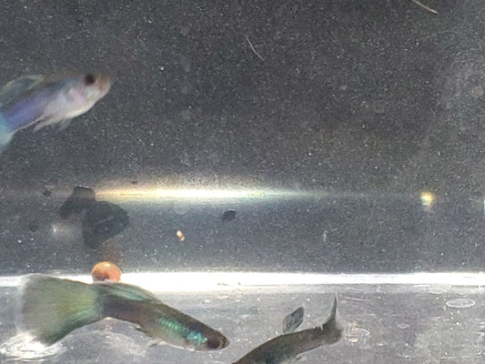 Blue Moscow Guppy  - Trios (1M/2F), Individuals, and Fry Available