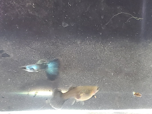 Green Moscow Guppy  - Trios (1M/2F) - Groups, Individuals, and Fry Available