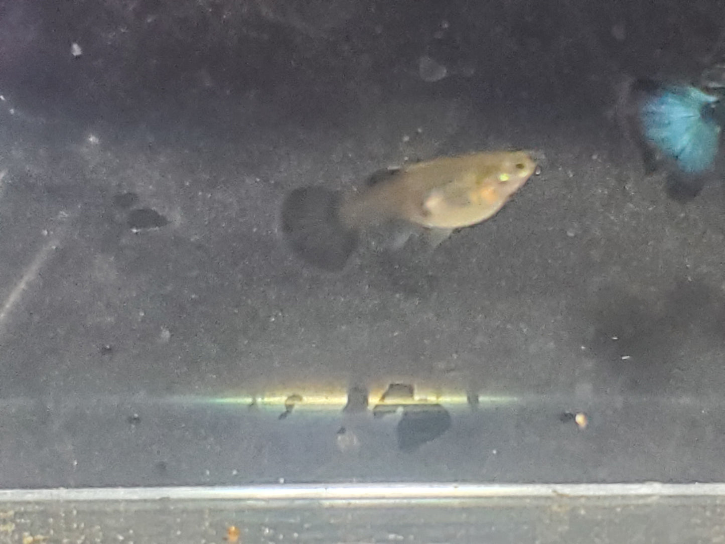 Green Moscow Guppy  - Trios (1M/2F) - Groups, Individuals, and Fry Available