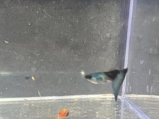 Green Moscow Guppy Fry - (6) + 2
