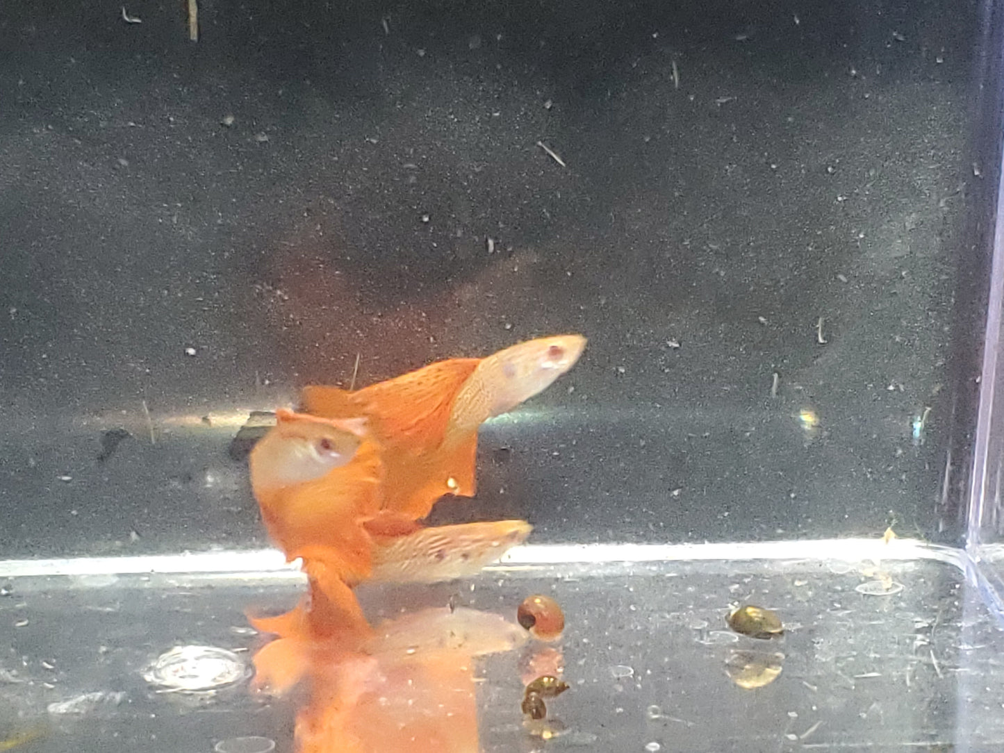Albino Red Lace Guppy - Trios (1M/2F), Individuals, and Fry Available