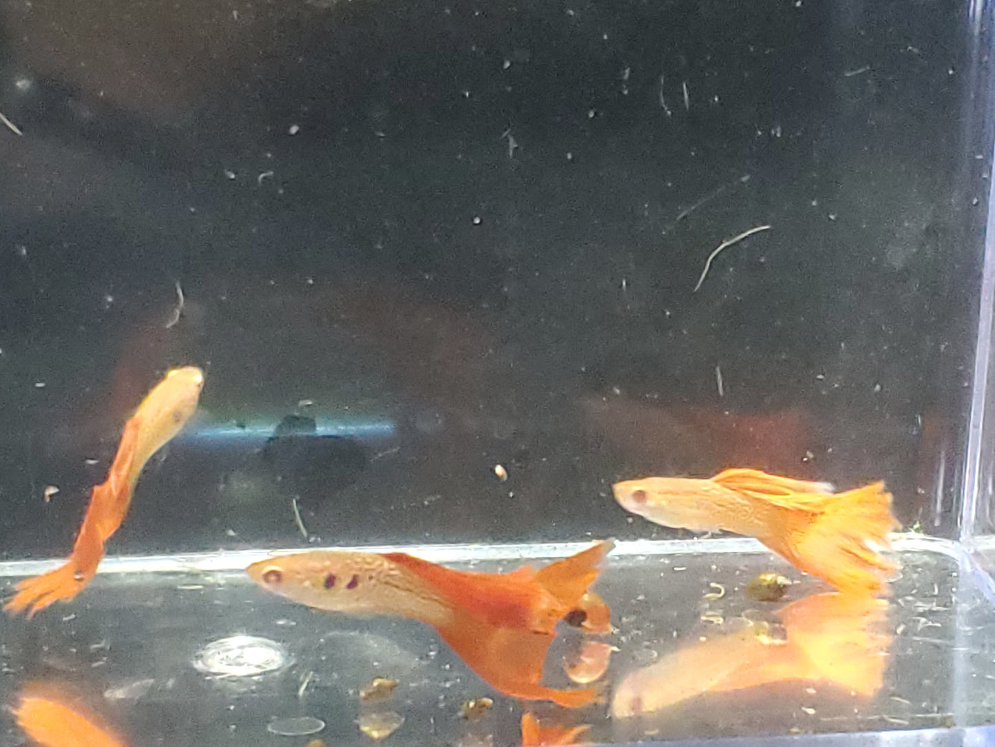 Albino Red Lace Guppy - Trios (1M/2F), Individuals, and Fry Available