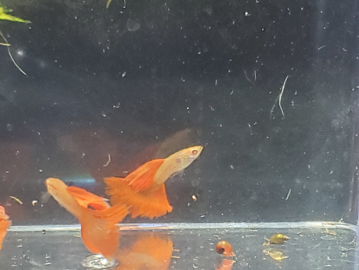 Albino Red Lace Guppy - Trios (1M/2F), Individuals, and Fry Available