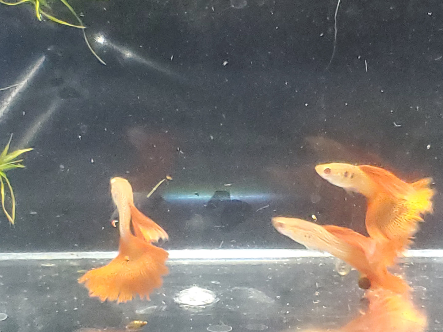 Albino Red Lace Guppy - Trios (1M/2F), Individuals, and Fry Available