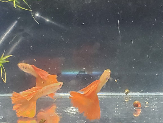 Albino Red Lace Guppy - Trios (1M/2F), Individuals, and Fry Available